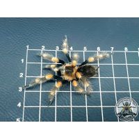 Brachypelma hamori / Mexican red knee 2-2.5cm BODY (DC)   [F]  CITES FOR UK ONLY